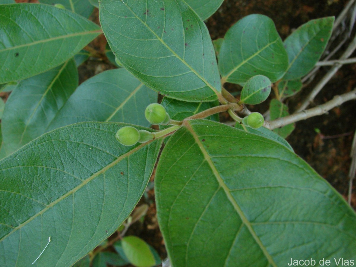 Psidium guajava L.